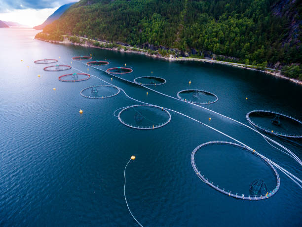 Farm salmon fishing Farm salmon fishing in Norway aerial photography. aquaculture photos stock pictures, royalty-free photos & images