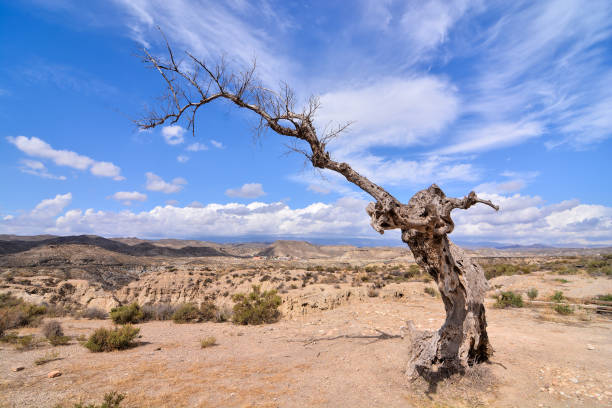 istock Desert Tabernas in Almeria Province Spain 639381952