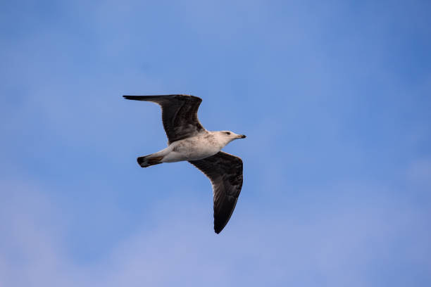 istock Seagull Water Bird Animal 639382308