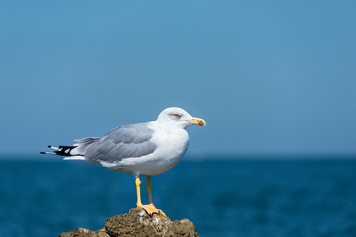 seagull sitting on the rocks watching