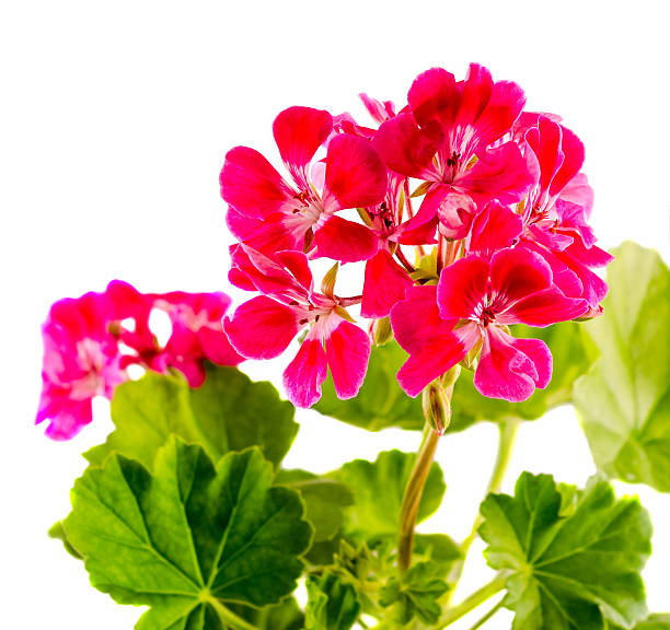 istock Red Geranium flower, close up, white background 639384338