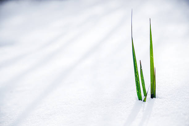 istock Photo of Grass Growing Through Snow 639384402
