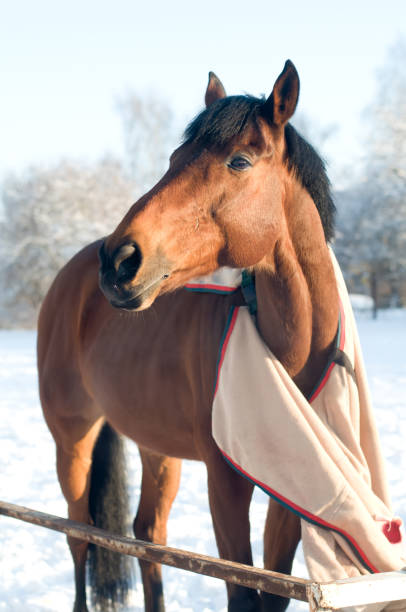 istock Horse bay color portrait 639384992