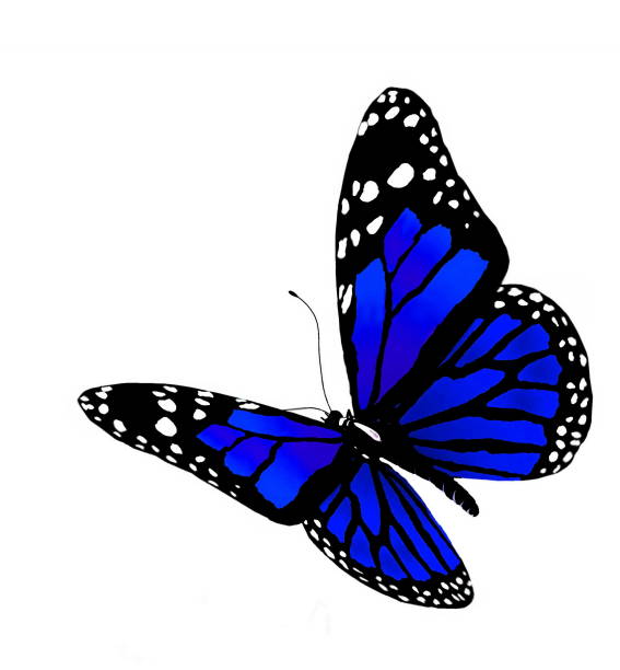 The butterfly of blue color vector art illustration