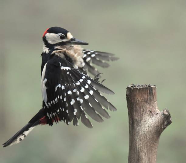 istock Great Spotted Woodpecker 639386800