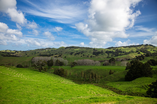 Picturesque image of farmland near the village of Kohukohu in Hokianga, Northland, New Zealand.