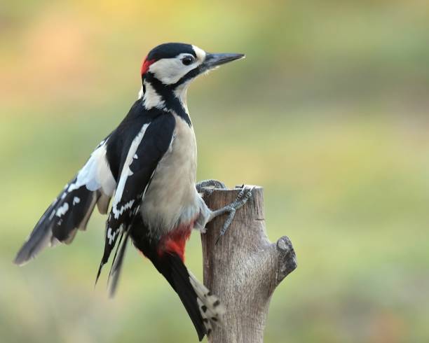 istock Great Spotted Woodpecker 639387544