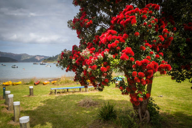 Ocean landscape with blooming pohutukawa tree, New Zealand Landscape with blooming pohutukawa tree and beautiful ocean bay with colourful kayaks at Hakanaka Bay, next to Picton, New Zealand picton new zealand stock pictures, royalty-free photos & images