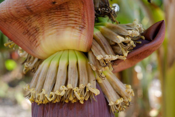 istock hanging banana flower 639390016