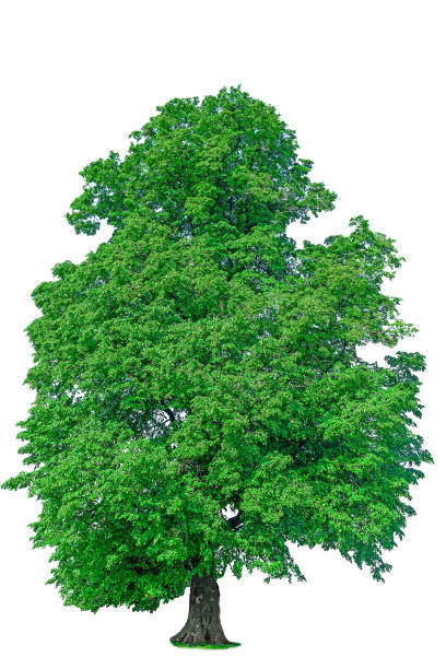 istock old linden tree with green leaves isolate 639390056