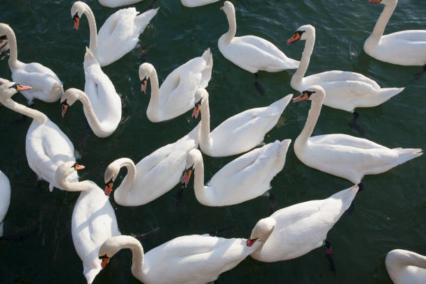 istock White swans floating near to shore 639390448