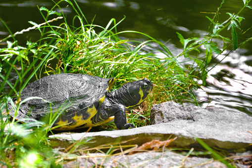 turtle crawling on rocks near the pond