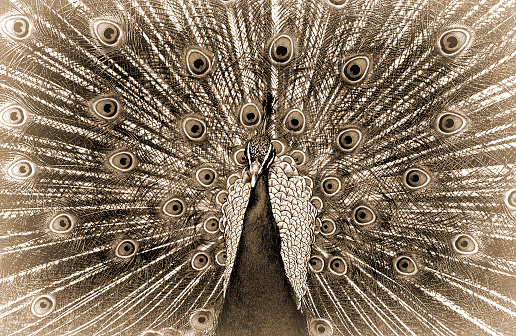 Peafowl feather features