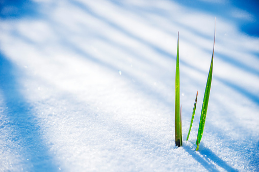 Early Spring, Frozen grass close up, Clump of grass poking through melted snow