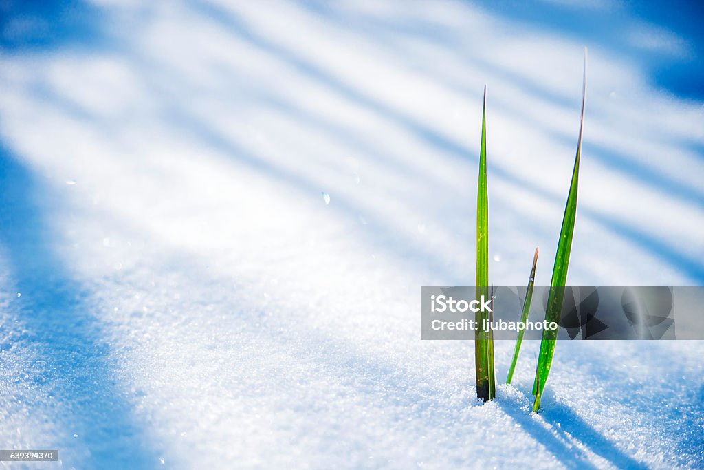 Clump of grass poking through melted snow Early Spring, Frozen grass close up, Clump of grass poking through melted snow Snow Stock Photo