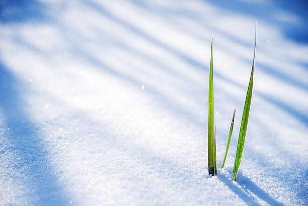 Clump of grass poking through melted snow Early Spring, Frozen grass close up, Clump of grass poking through melted snow dawning of a new day stock pictures, royalty-free photos & images
