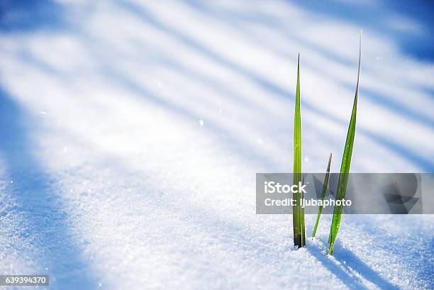 Clump Of Grass Poking Through Melted Snow Stock Photo - Download Image Now - Snow, Flower, Springtime