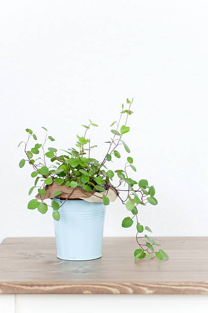 istock Plant in a pot 639394828