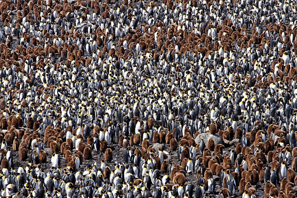 istock Antarctic Penguin Colony 5 639395262