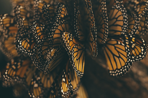 Monarch Butterfly Migration, Mexico.