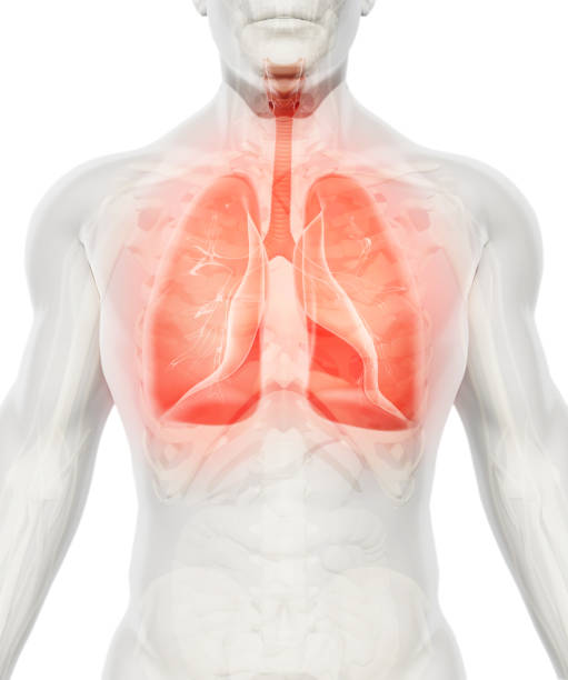 3 d ilustración de pulmones, concepto médico. - human lung fotografías e imágenes de stock