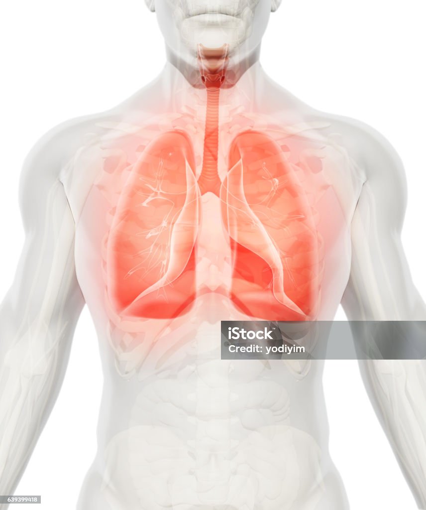 3D illustration of Lungs, medical concept. 3D illustration of Lungs - Part of Human Organic. Human Lung Stock Photo