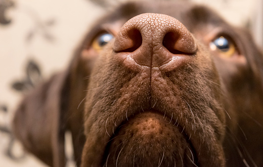 nariz marrón de Labrador, de cerca photo