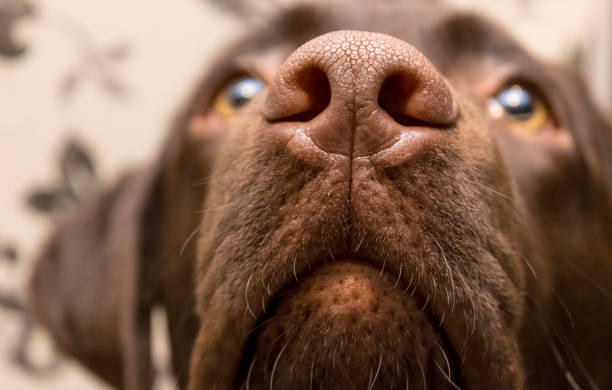 naso marrone di labrador, primo - cute animal purebred dog brown foto e immagini stock