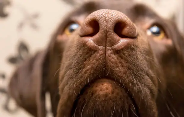 A brown nose of Labrador