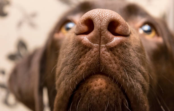 brown nose of labrador, close up - dog black labrador retriever animal nose imagens e fotografias de stock