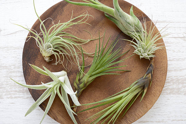 istock Air plant 639401994