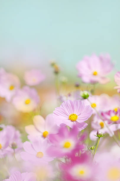 istock Pink cosmos flower 639402136