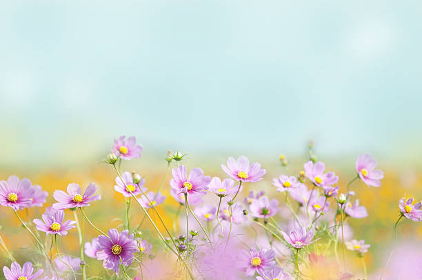 istock Pink cosmos flower 639402212