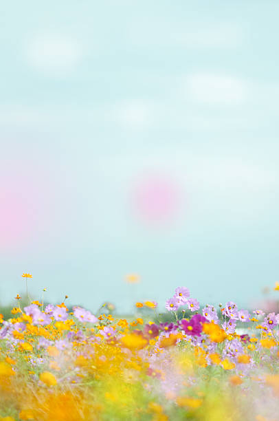 istock Pink cosmos flower 639402354