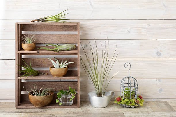 istock Air plant 639402590