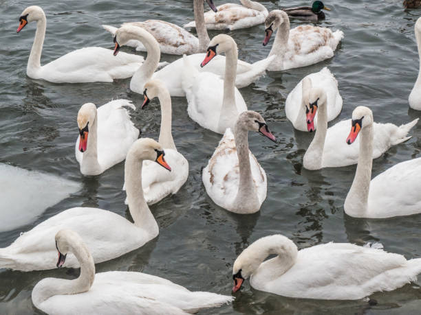 istock Swans and frozen lake 639403480