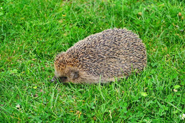 istock Prickly hedgehog on  green grass 639404210