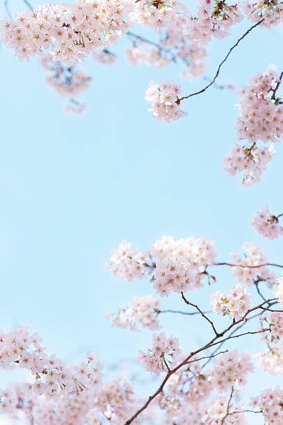 istock Cherry blossom with ckear sky 639404546