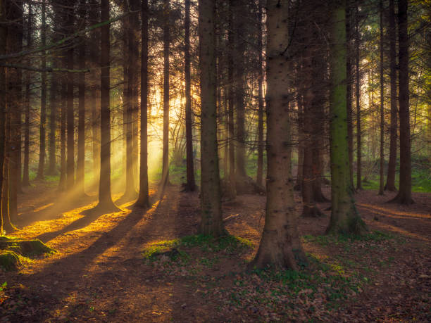 istock forest morning sun rising in the UK 639404650