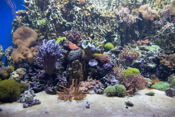 istock Tropical sea coral reef 639404726