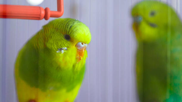 istock Two green wavy parrot in a cage 639406044