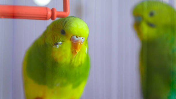 istock Two green wavy parrot in a cage 639406422