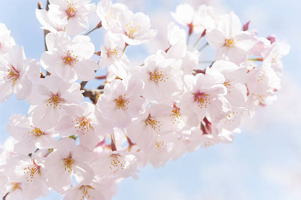 istock Cherry blossom with ckear sky 639409044