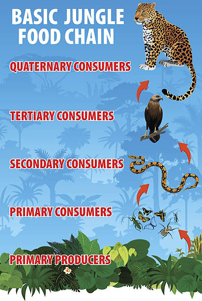 30+ What Do Anacondas Eat Stock Photos, Pictures & Royalty Biology Diagrams