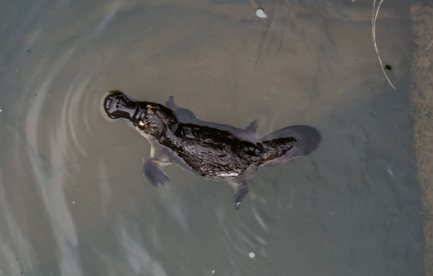istock Platypus in Eungella Park 639409402