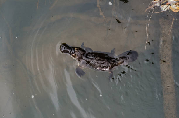 istock Platypus in Eungella Park 639409422