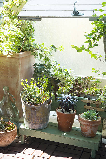 istock Plants in garden 639409428