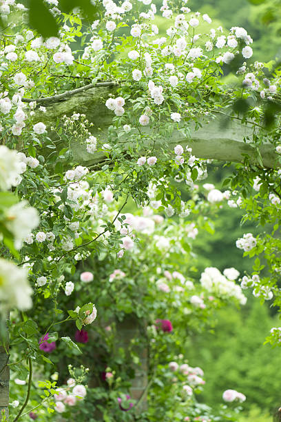 istock Rose garden 639409798