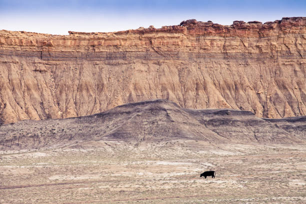 wypas krowy na płaskowyżu w utah - petrified forest national park zdjęcia i obrazy z banku zdjęć