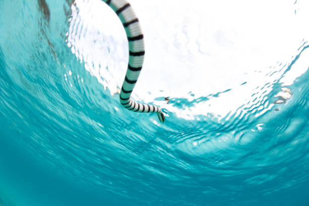 istock Banded Sea Snake 639410172